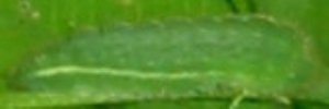 Larvae